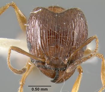 Media type: image;   Entomology 17003 Aspect: head frontal view